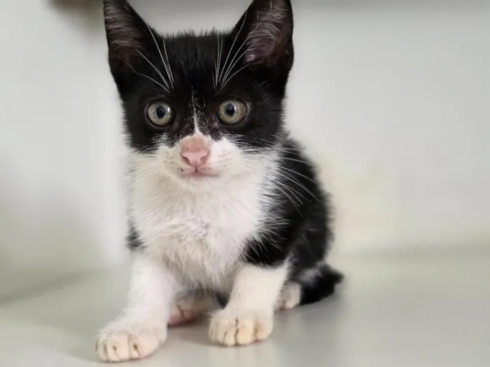 Gato raça SRD-ViraLata idade 2 a 6 meses nome Marshall
