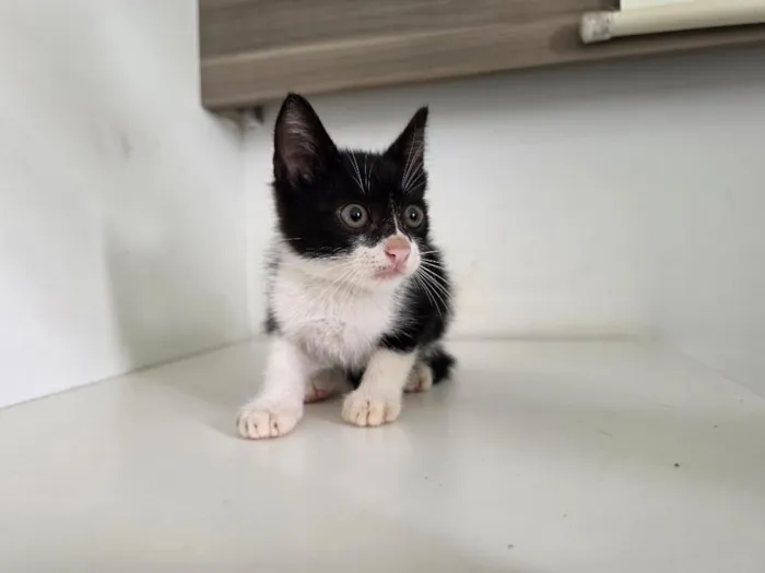 Gato raça SRD-ViraLata idade 2 a 6 meses nome Marshall