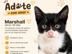 Gato raça SRD-ViraLata idade 2 a 6 meses nome Marshall