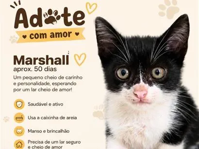 Gato raça SRD-ViraLata idade 2 a 6 meses nome Marshall