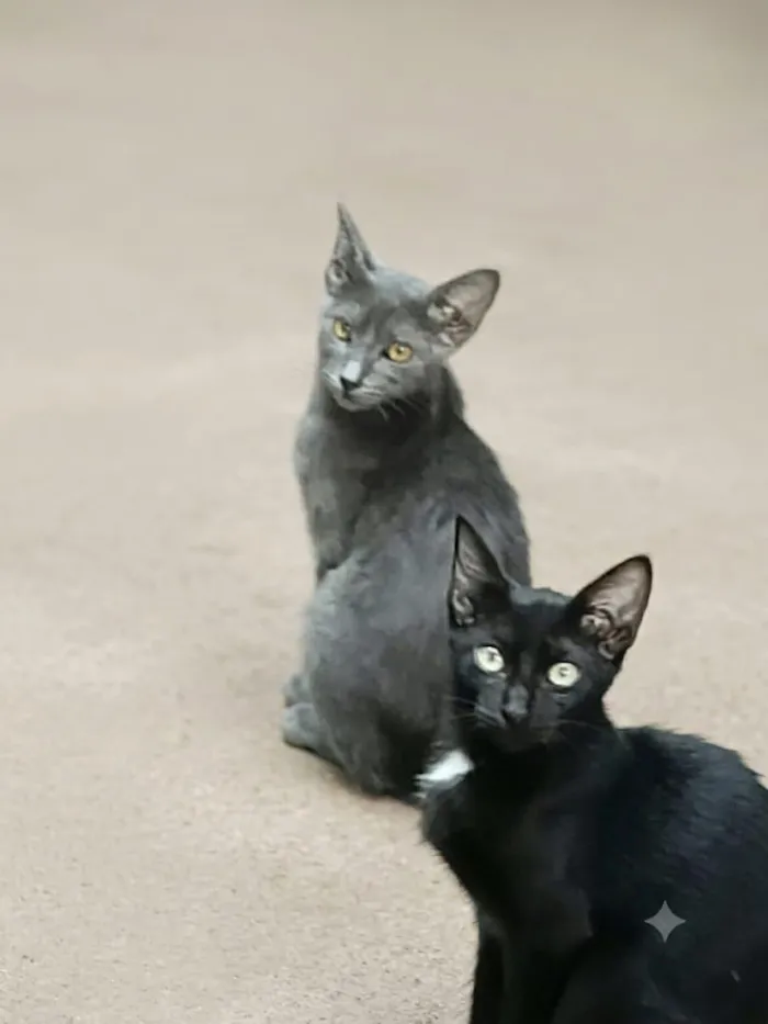 Gato raça SRD-ViraLata idade 2 a 6 meses nome Brown e Black