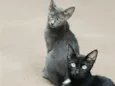 Brown e Black