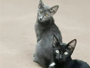 Gato raça SRD-ViraLata idade 2 a 6 meses nome Brown e Black