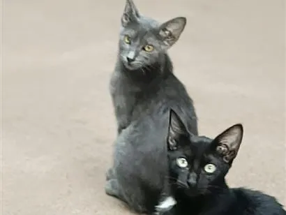 Gato raça SRD-ViraLata idade 2 a 6 meses nome Brown e Black
