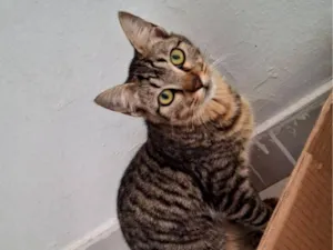 Gato raça SRD-ViraLata idade 2 a 6 meses nome Nick