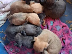 Cachorro raça SRD-ViraLata idade Abaixo de 2 meses nome cachorro