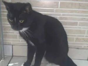 Gato raça SRD-ViraLata idade 2 a 6 meses nome Oreo