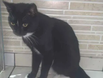 Gato raça SRD-ViraLata idade 2 a 6 meses nome Oreo