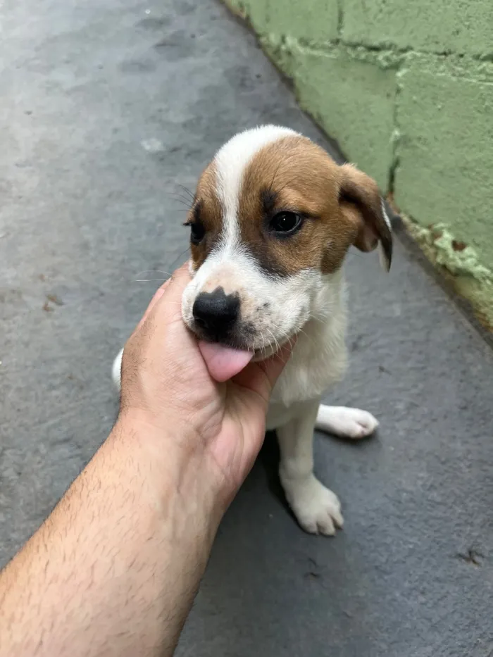 Cachorro raça SRD-ViraLata idade 2 a 6 meses nome Sem nome 