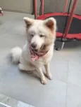 Ayka