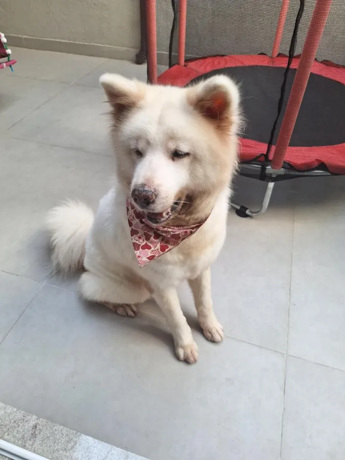 Cachorro raça SRD-ViraLata idade 6 ou mais anos nome Ayka