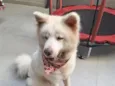 Ayka