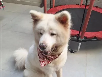 Cachorro raça SRD-ViraLata idade 6 ou mais anos nome Ayka