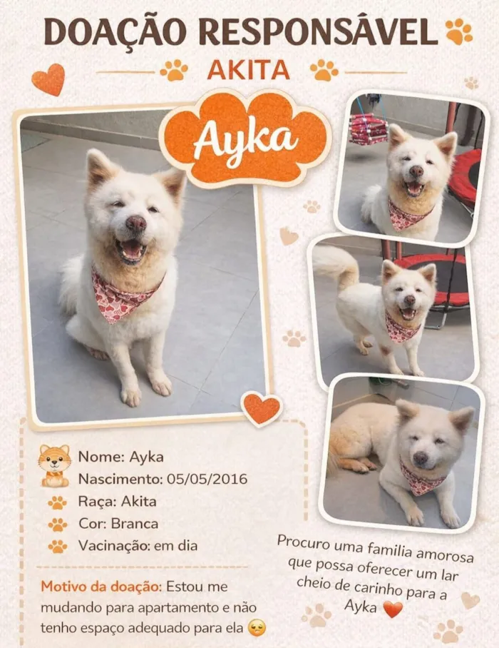 Cachorro raça SRD-ViraLata idade 6 ou mais anos nome Ayka