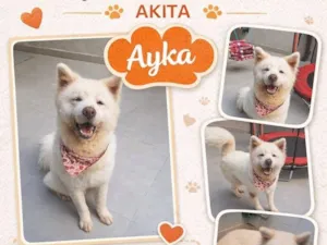 Cachorro raça SRD-ViraLata idade 6 ou mais anos nome Ayka