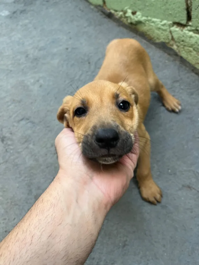 Cachorro raça SRD-ViraLata idade 2 a 6 meses nome Sem nome 