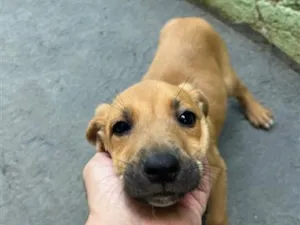 Cachorro raça SRD-ViraLata idade 2 a 6 meses nome Sem nome 