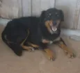 Bady