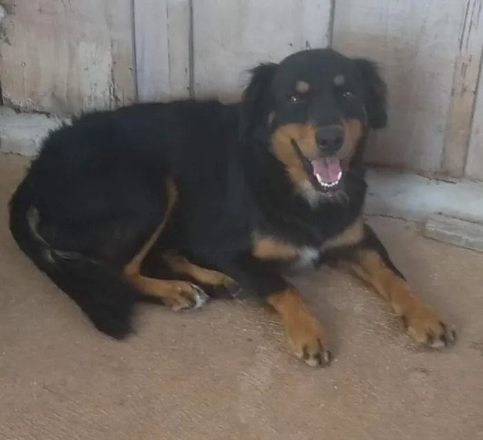 Cachorro raça SRD-ViraLata idade 6 ou mais anos nome Bady