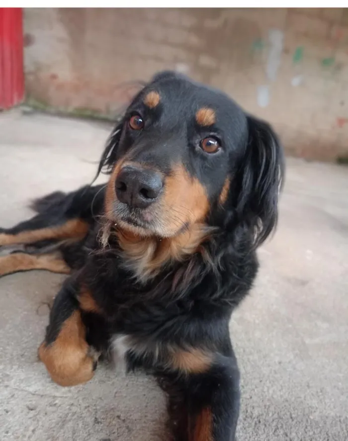 Cachorro raça SRD-ViraLata idade 6 ou mais anos nome Bady