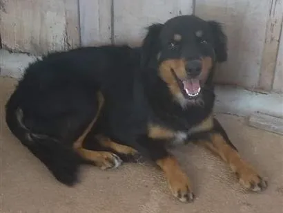 Cachorro raça SRD-ViraLata idade 6 ou mais anos nome Bady