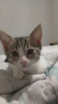 Maya 