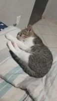 Maya 