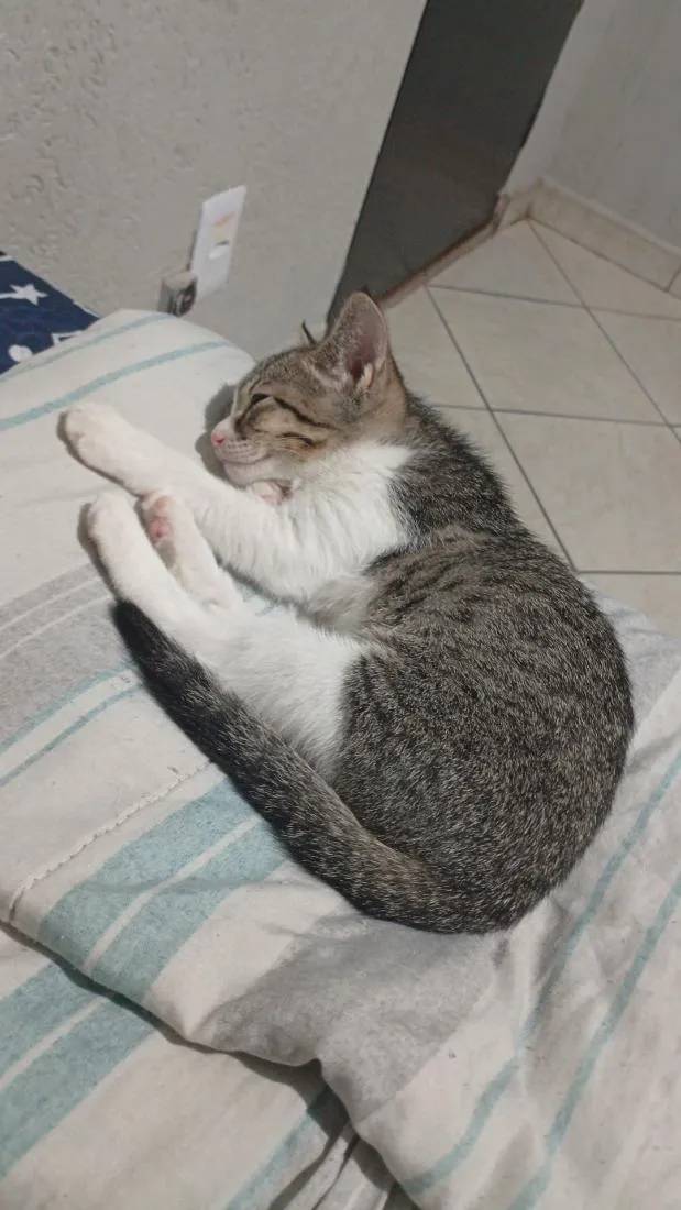 Gato raça SRD-ViraLata idade 2 a 6 meses nome Maya 