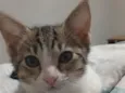Maya 