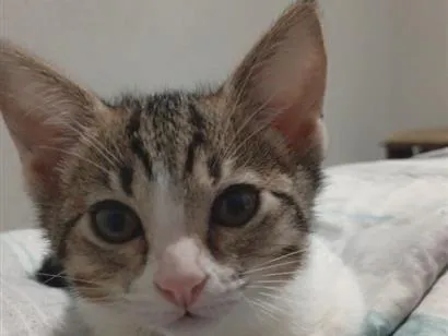 Gato raça SRD-ViraLata idade 2 a 6 meses nome Maya 