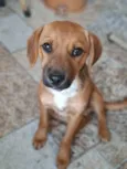 Apolo