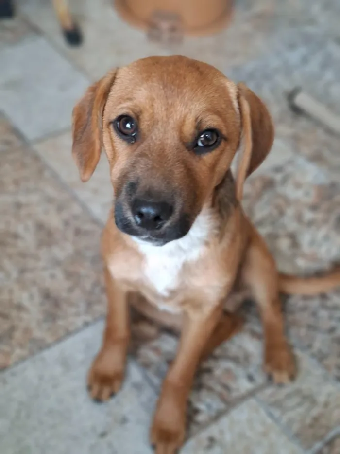 Cachorro raça SRD-ViraLata idade 2 a 6 meses nome Apolo