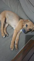 Apolo