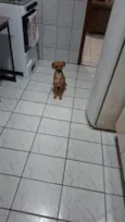 Apolo