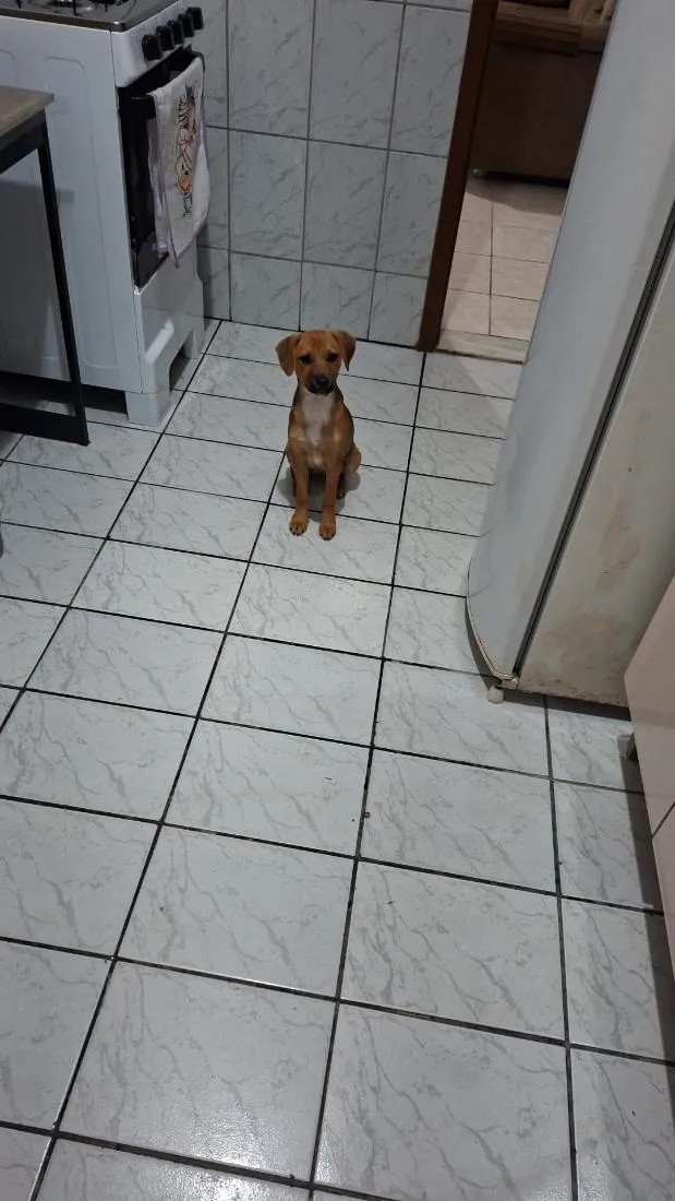 Cachorro raça SRD-ViraLata idade 2 a 6 meses nome Apolo