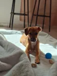 Apolo