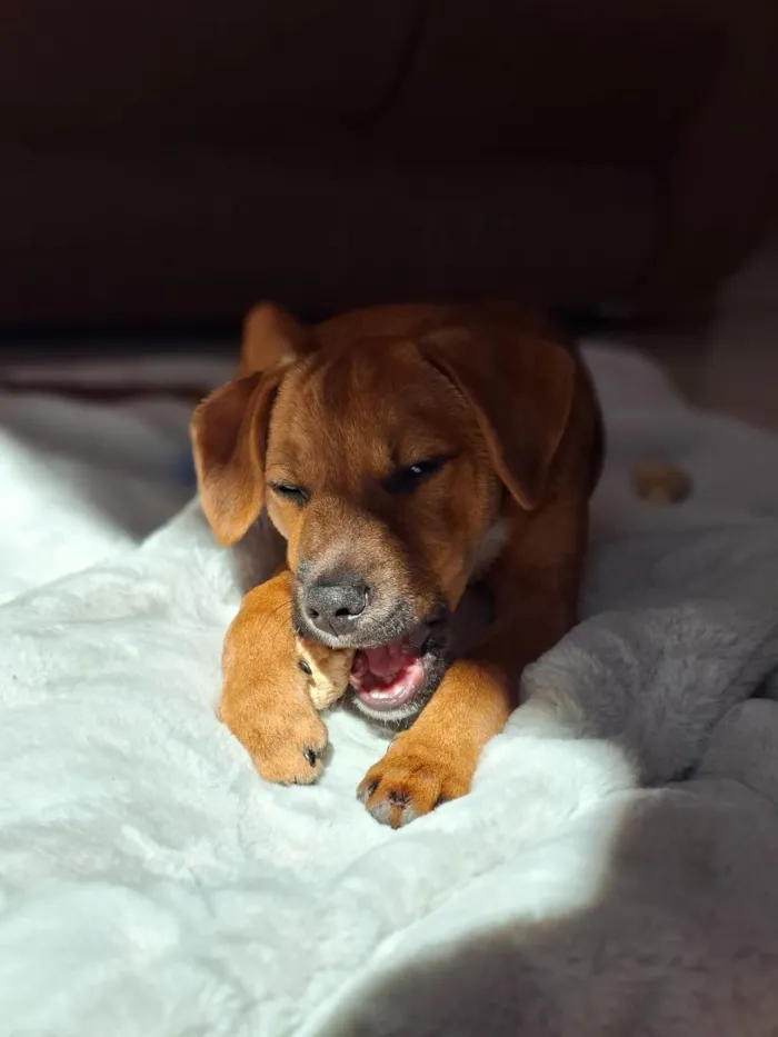 Cachorro raça SRD-ViraLata idade 2 a 6 meses nome Apolo