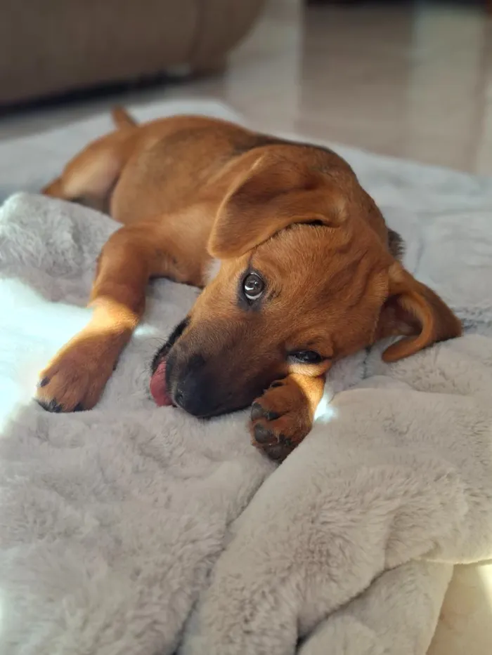 Cachorro raça SRD-ViraLata idade 2 a 6 meses nome Apolo
