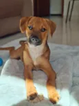 Apolo