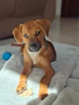 Apolo