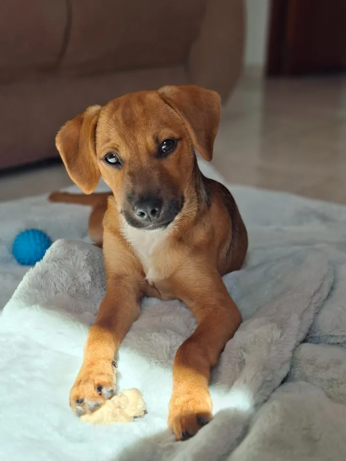 Cachorro raça SRD-ViraLata idade 2 a 6 meses nome Apolo