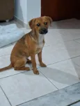 Apolo