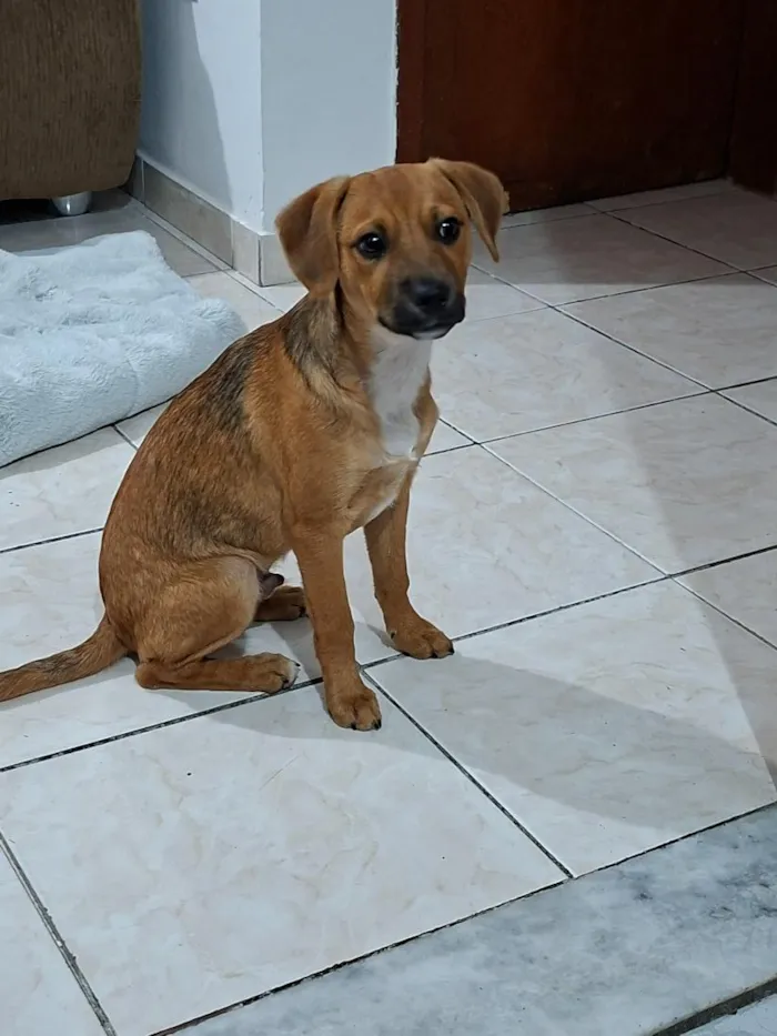 Cachorro raça SRD-ViraLata idade 2 a 6 meses nome Apolo