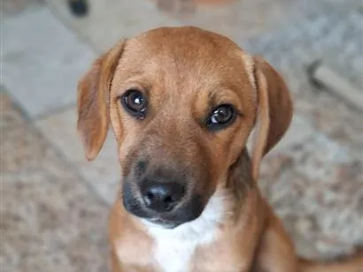 Cachorro raça SRD-ViraLata idade 2 a 6 meses nome Apolo