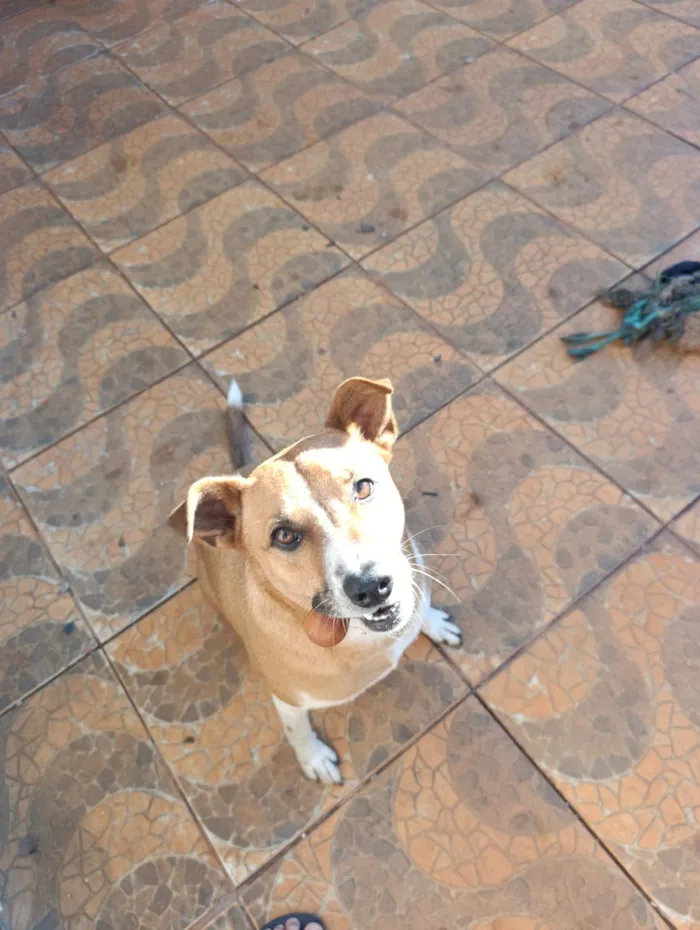 Cachorro raça SRD-ViraLata idade 3 anos nome sky