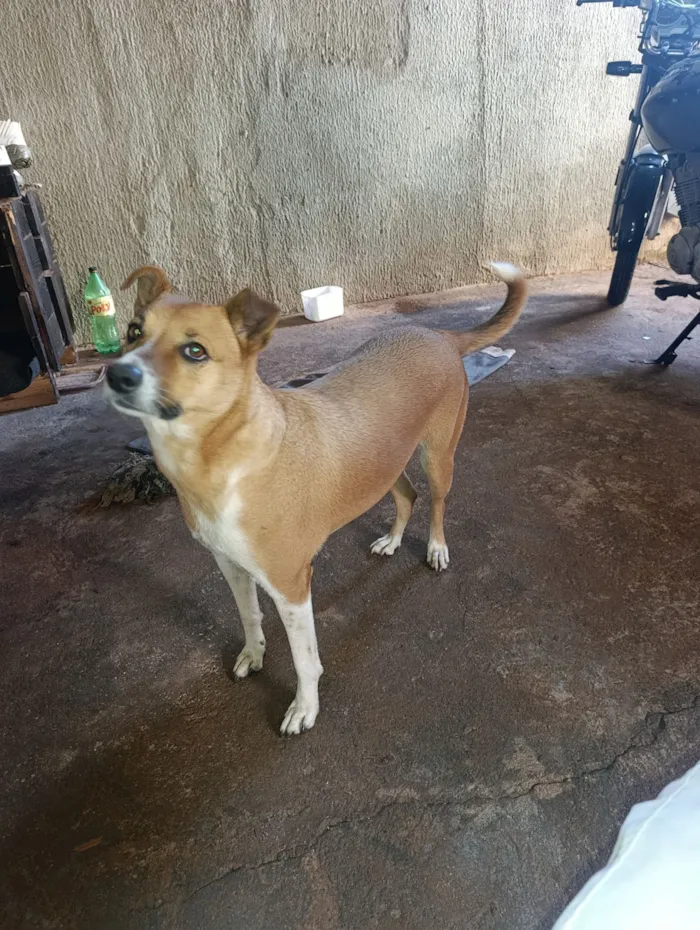 Cachorro raça SRD-ViraLata idade 3 anos nome sky
