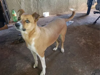 Cachorro raça SRD-ViraLata idade 3 anos nome sky