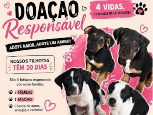 Cachorro raça SRD-ViraLata idade Abaixo de 2 meses nome Não definido 