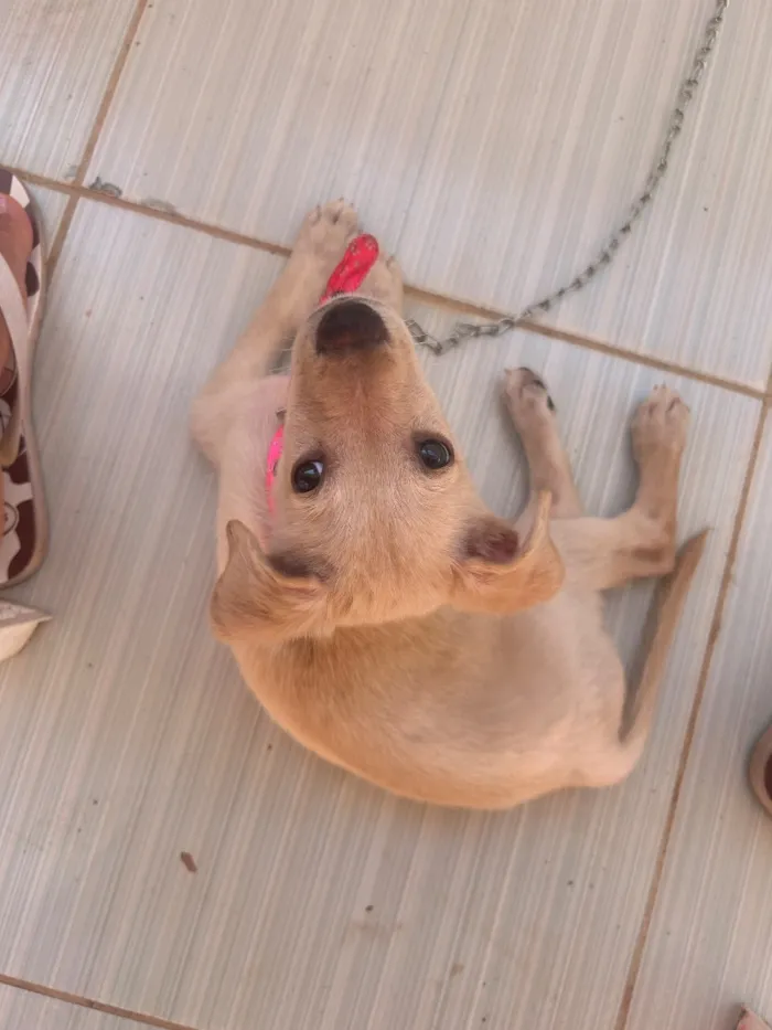 Cachorro raça SRD-ViraLata idade 2 a 6 meses nome Mabel