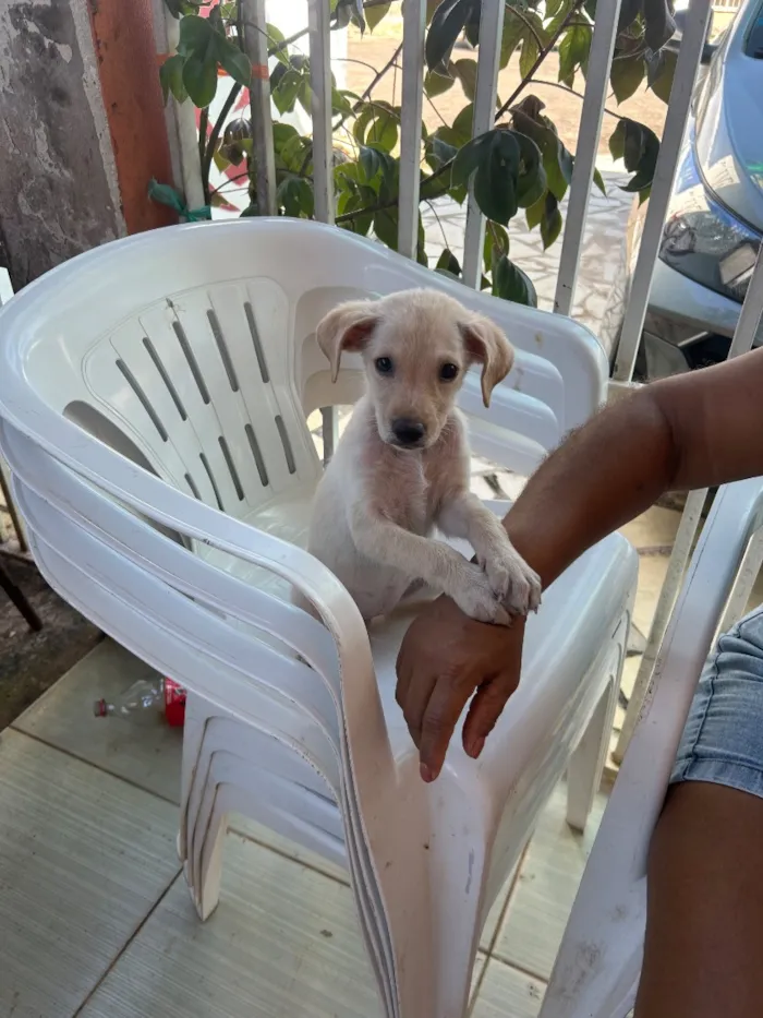 Cachorro raça SRD-ViraLata idade 2 a 6 meses nome Mabel